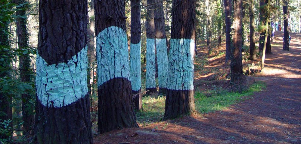 Bosque de Oma, Kortezubi