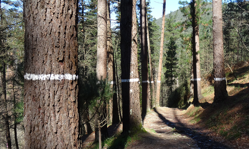 Bosque de Oma en Euskadi, Agustín Ibarrola